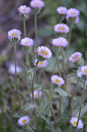 Pink fleabane 019