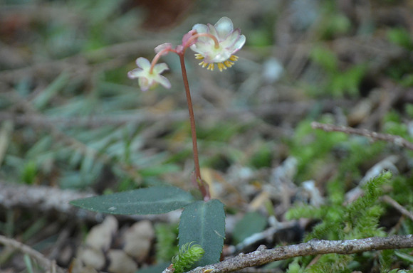 Pipsissewa 036