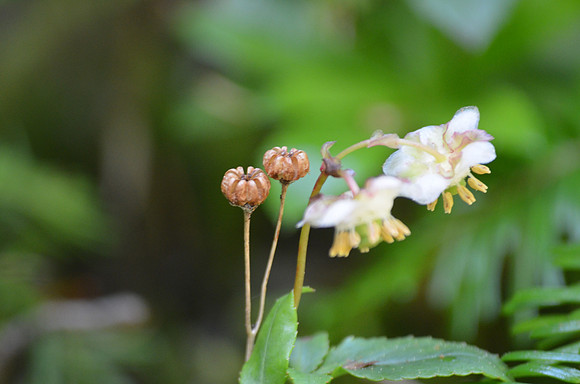 Pipsissewa seeds  207