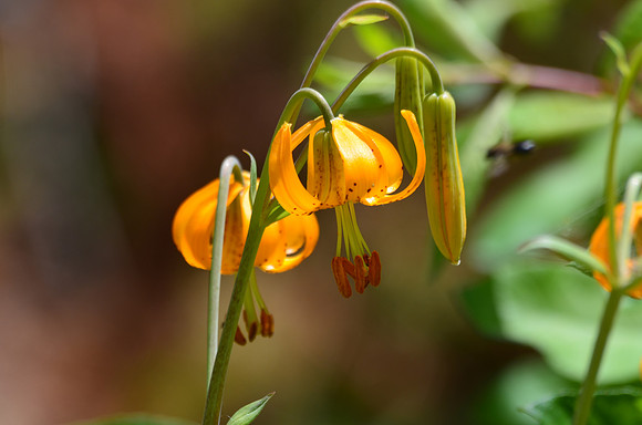 Tiger lily