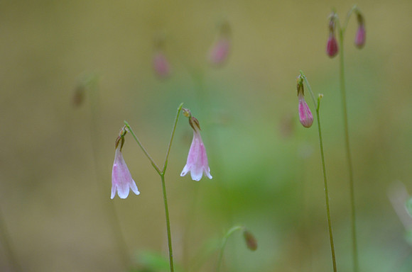 twinflower 3