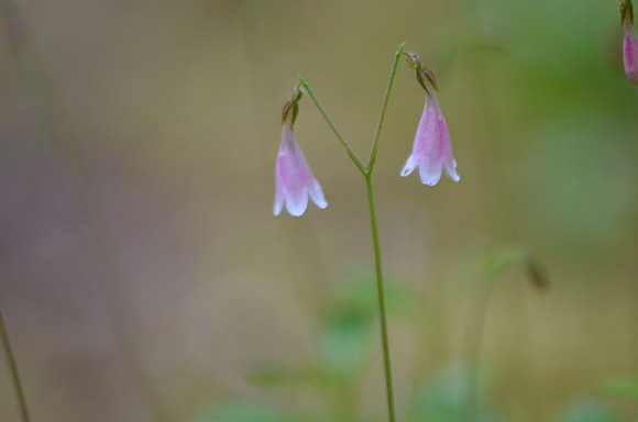 Twinflower