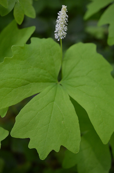 Vanilla Leaf
