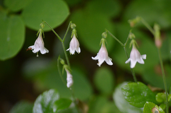 Twinflower 179