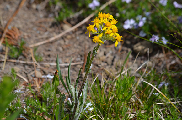 Western Groundsel  281