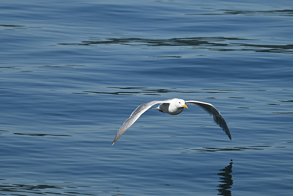 Gull 6
