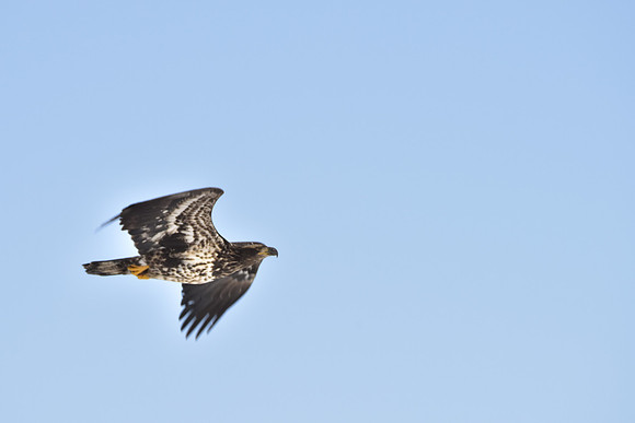 Immature Eagle