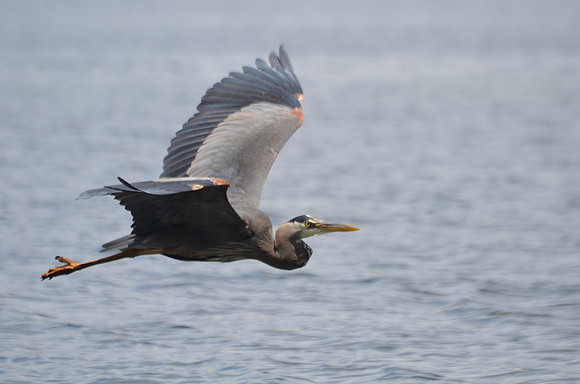 Heron In Flight