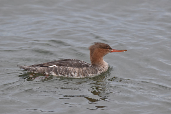 Common Merganser 4