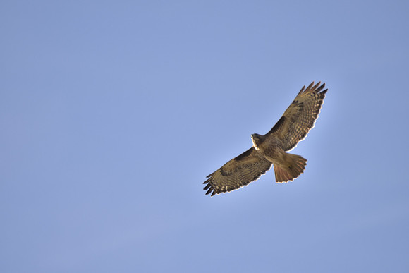 Red-tailed Hawk