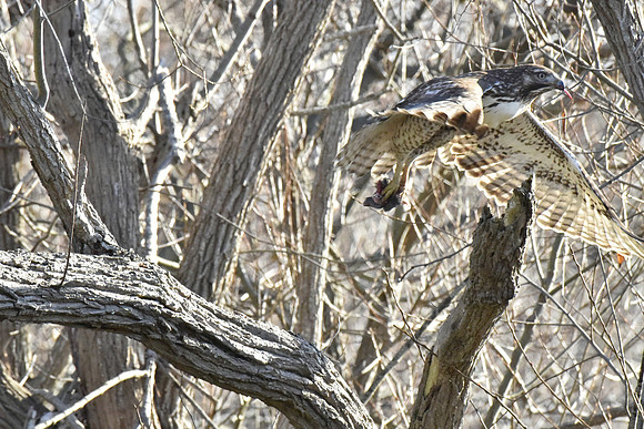 Hawk with lunch