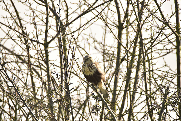Rough-legged Hawk
