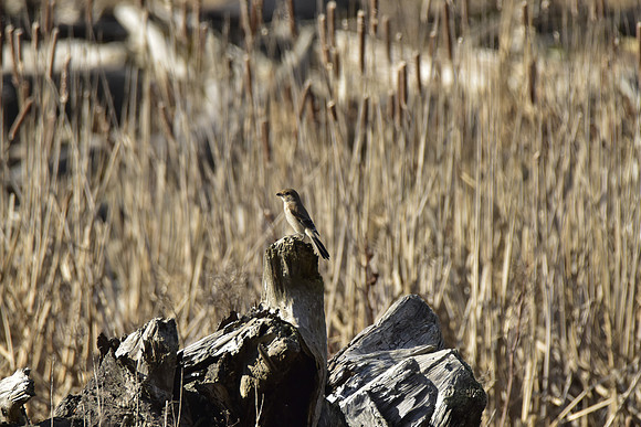 Shrike