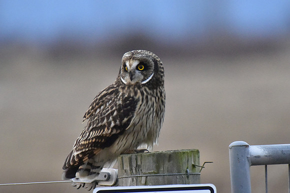 Short-eared Owl 24