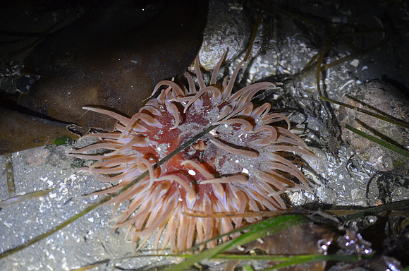 Sand-Rose Anemone