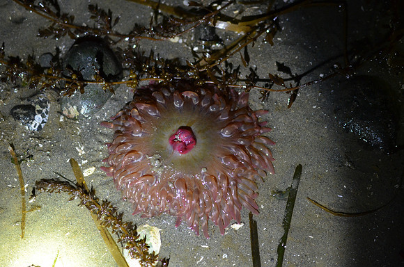 Stubby Rose Anemone