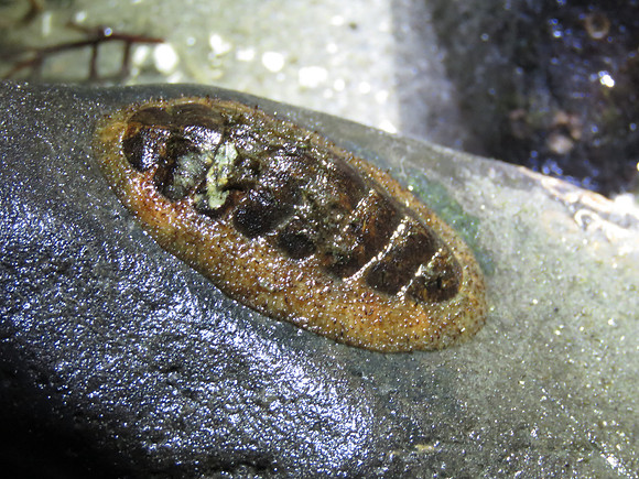 Chiton