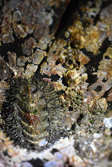 Chiton 8