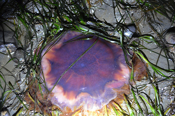 Lion's Mane Jelly 8