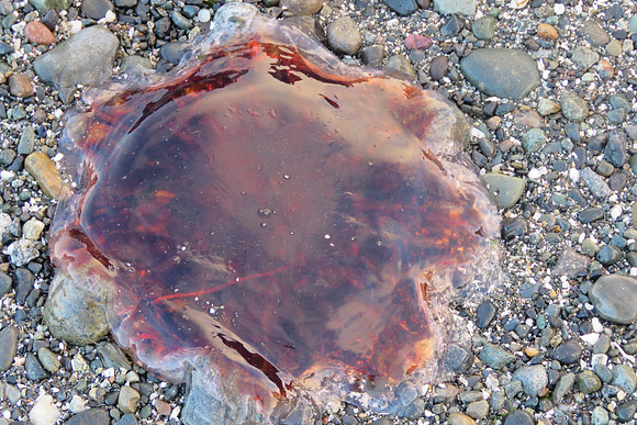 Lion's Mane Jelly