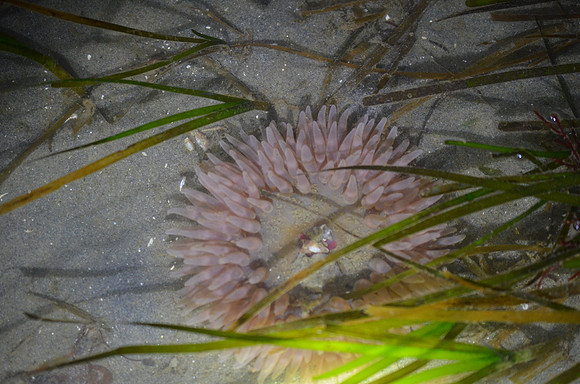 Rose Anemone