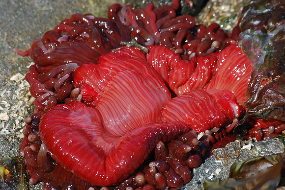 Rose Anemone 5