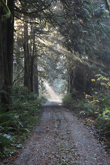 Lost lake Forest