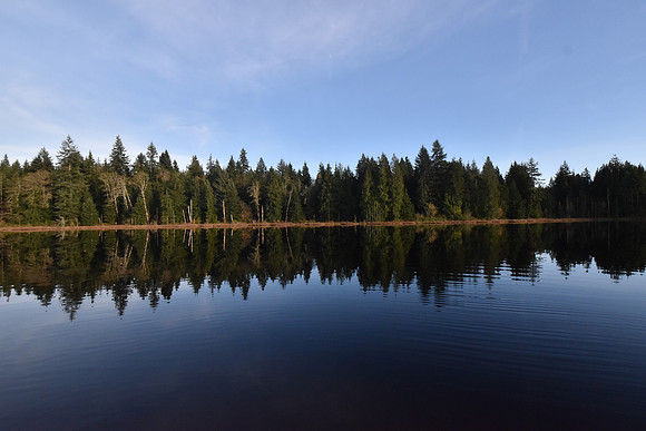 Reflection of Trees