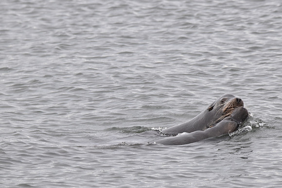 Kissing Sea Lions