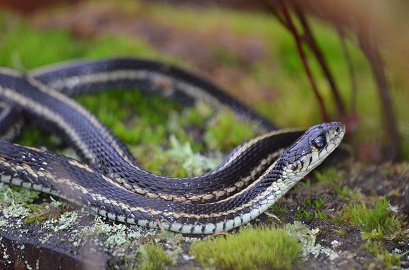 Terrestrial Garter snake