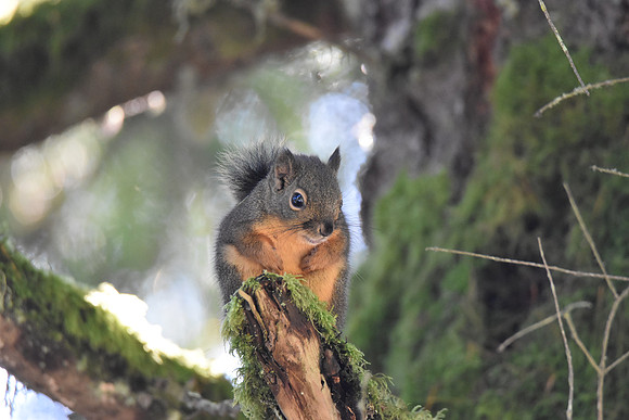 Douglas Squirrel 4