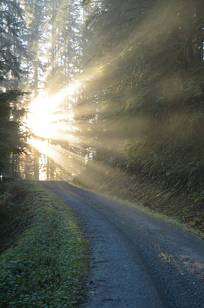 Follow Me Into the Light