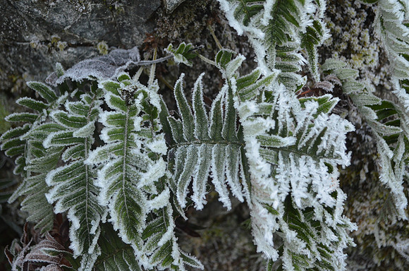 frozen fern 011