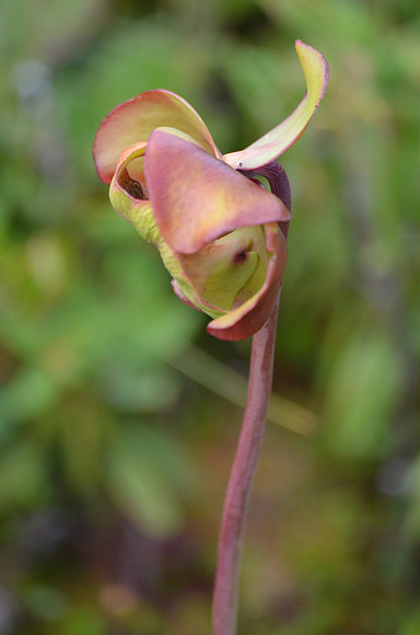 May Flower