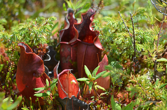 Pitcher Plants