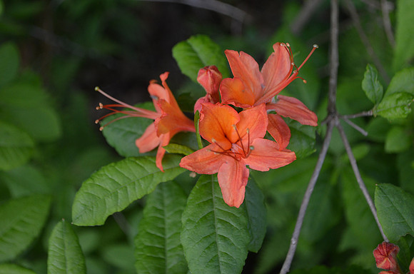 Flame azelea - Smoky Mts