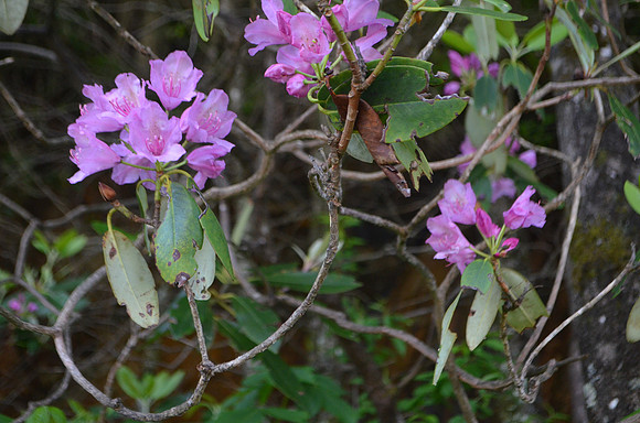 Purple Rhododendron 158