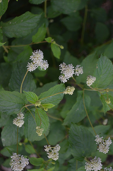 Wild Hydrangea 258