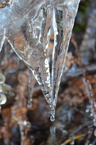 ice bird's beak  063