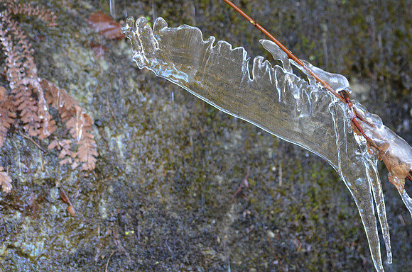 ice chamelion071