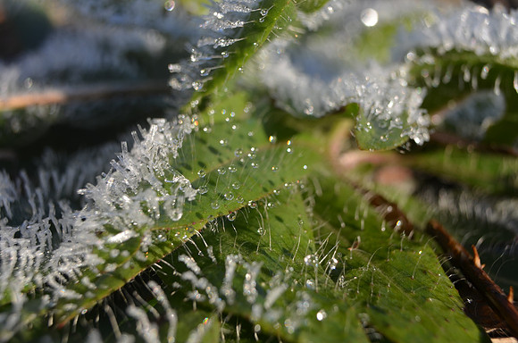Ice Goblets on Plant hairs