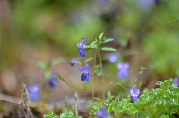 Blue-eyed Mary