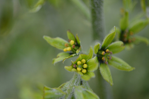 15 110 False Hellebore flower