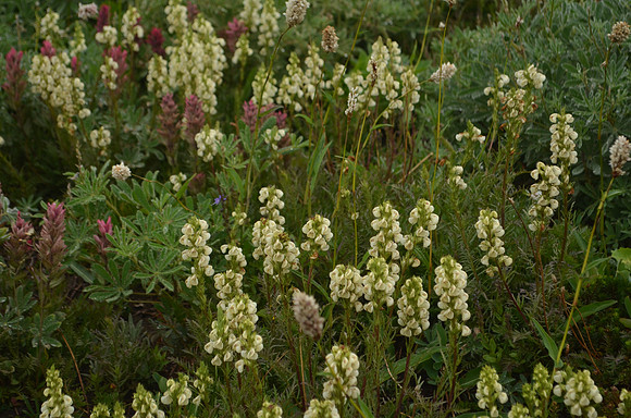 133 Coiled-beaked pedicularis