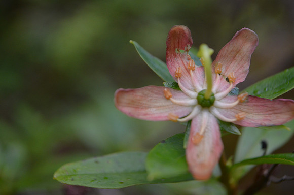 Copper Bush flower