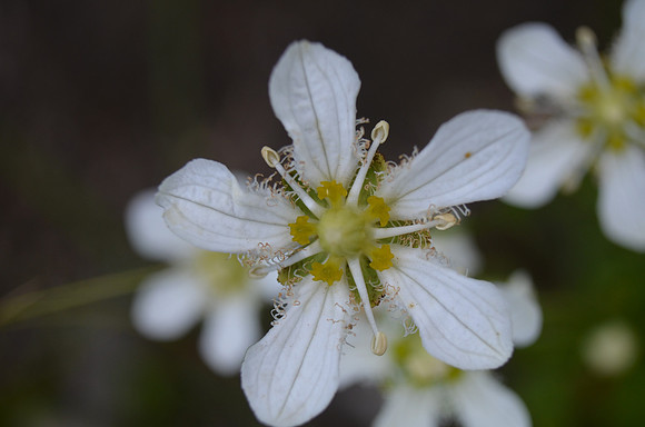Fringed Grass-of-Parnassus CU 096
