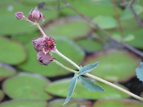 Marsh Cinquefoil