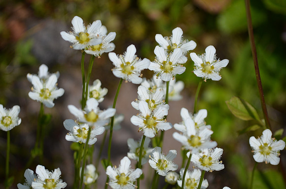Fringed Grass-of-Parnassus 035