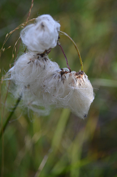 Cotton Grass CU 183