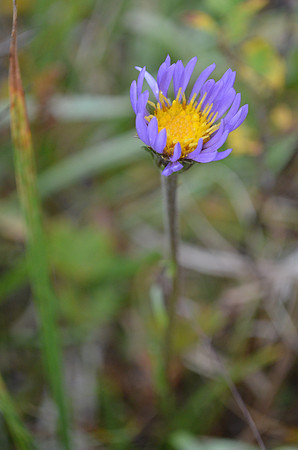 Mountain Daisy  195